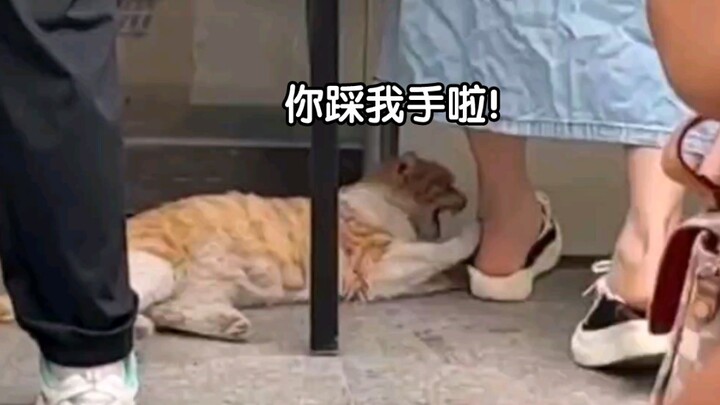 Cat: We’ve never met before—is this really how you should be so polite?