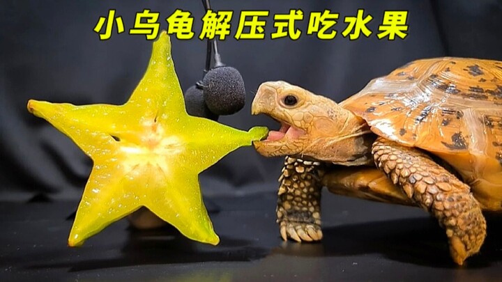 The little turtle munches on starfruit, crunching bite after bite—such satisfying, stress-relieving 