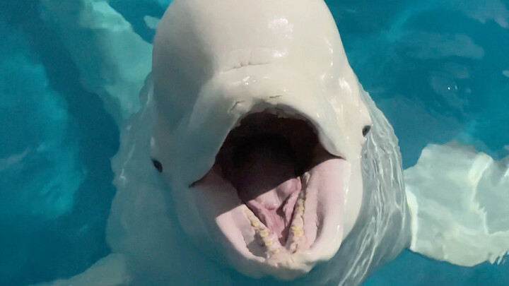 Dabai Makan Es Batu Sendiri