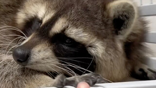 اليوم قمنا بتغيير مكيف الهواء وقفل الباب لشياو شياو، فالذي كان سابقًا معطوب 😂 الراكون خجول جدًا وخفي