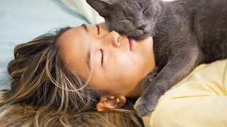 Kenapa kucing suka tidur dengan majikannya? #shorts #kucing #kucinglucu