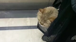 Pihak lain telah menarik kembali sebuah kepala kucing dan menolak untuk mengobrol denganmu