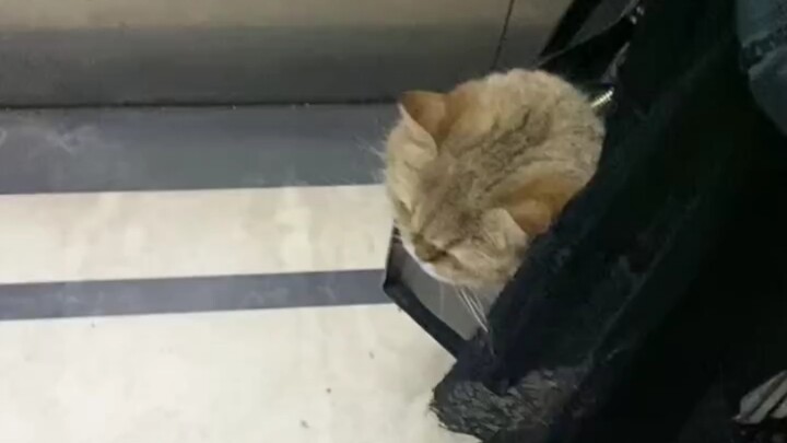 The other party withdrew a cat head and refused to chat with you.