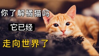 你对橘猫的了解只是皮毛，它已经走向世界了