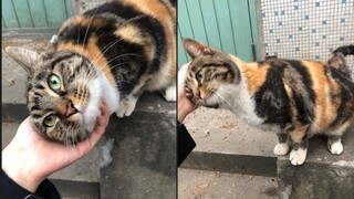 [Mèo] Si Hua, chú mèo siêu đáng yêu
