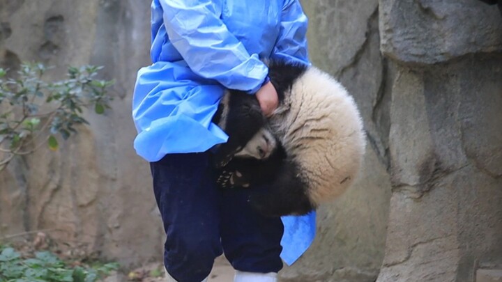 Binatang|Putri Kecil Panda Fu Duoduo
