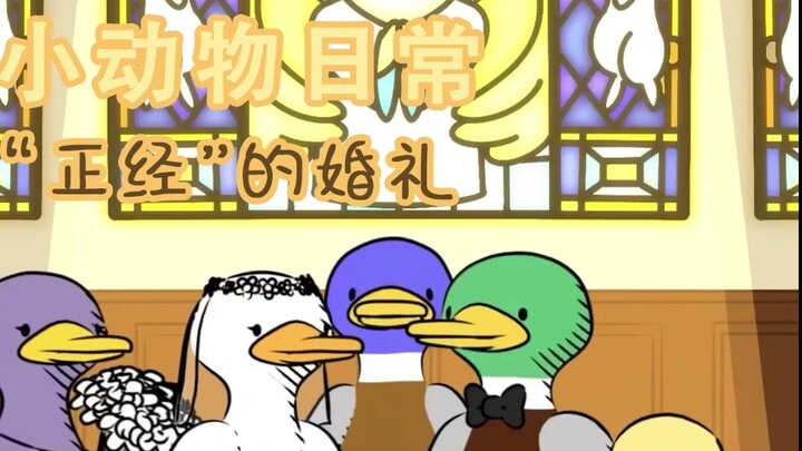 A "proper" wedding 🦆💒 - [Small Animals Daily | Natural Habitat] Chinese and English subtitles