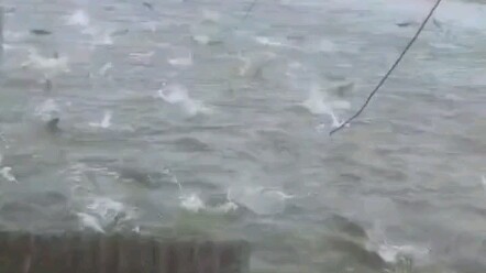 เสาไฟฟ้าล้ม ปลาในบ่อกระโดดว่ายไปทั่วเพราะโดนไฟช็อต ชาวเน็ตบอก: ไม่ต้องลงเหยื่อล่อแล้ว!