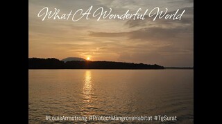 🇺🇸🇲🇾 What A Wonderful World - Louis Armstrong #ProtectMangroveHabitat #TgSurat