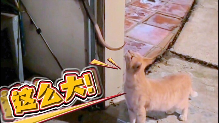 القط: فأر كبير جدًا هكذا؟