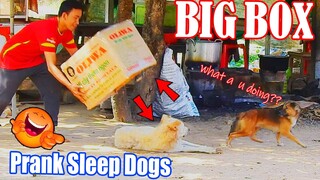 Big Box vs Real Dogs Prank Very Funny with Unknow Where To Go Reaction - Try Not To Laugh