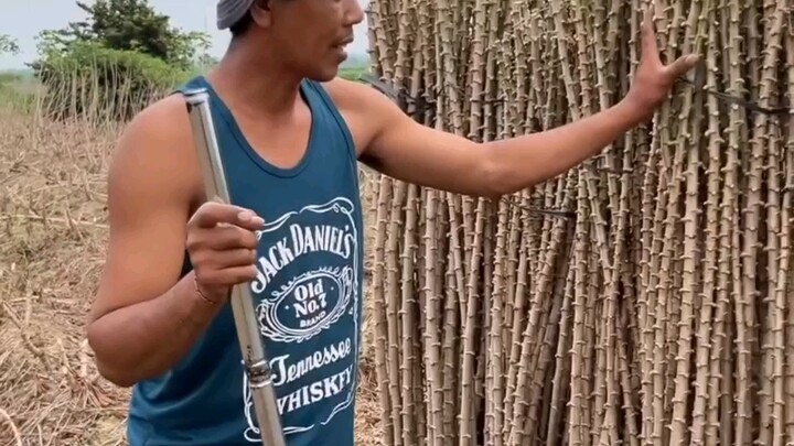 Nơi đây thuộc vùng Tây Indonesia, người dân địa phương đã tận dụng đặc tính dễ nhân giống bằng cành 
