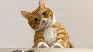 My orange cat finally made it to the top of the refrigerator