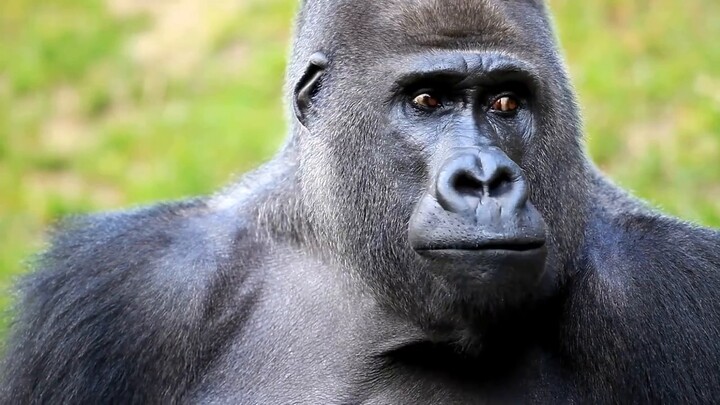 How Defensive a Genshin Impact Livestream Can Be