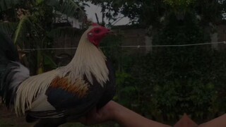San Pedro GF 🐓