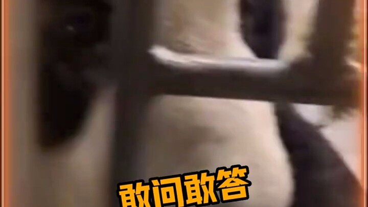 Lebao and Songbao's barrier-free communication