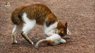 Long Tail kitten can't escape from big cat