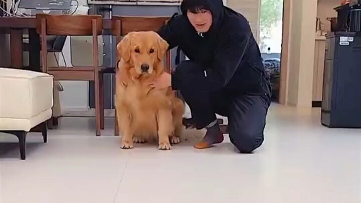 Chó Golden: Tôi ăn từng năm cái một cơ