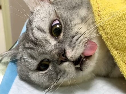 A biological miracle actually happened to my cat!