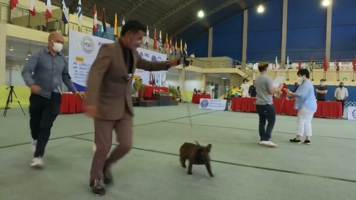 French Bulldog win Group 1 at PCCI 207th 208th FCI Allbreed Championship Dogshow | Judge. Lorelei Uy