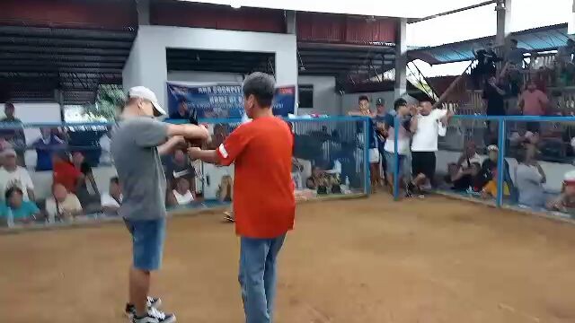 BUGBA 4 Stag Derby 2fyt (W)