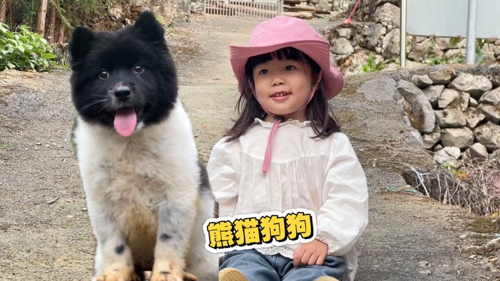 Chú chó gấu trúc mũi đen thân trắng, hiền lành ngoan ngoãn, thích chơi đùa với các bạn nhỏ – đây chí