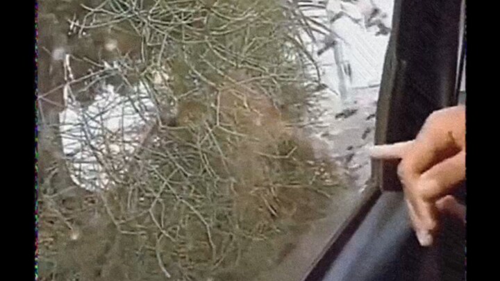 Wang Cai, sabar sebentar ya! Nanti kalau lebahnya pergi, aku bawa kamu makan enak, oke?