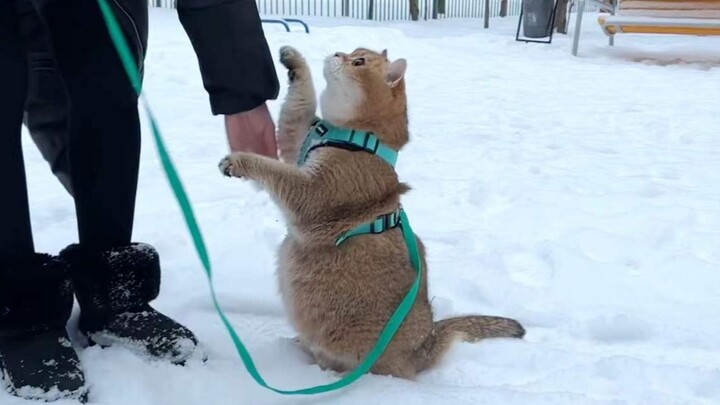 [Animals]Outside playing of a pet cat in snowing day in 2022