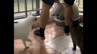 Những chiếc mèo hài hước