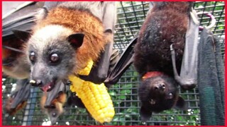 Corn On The Cob For Our Bats In Care.