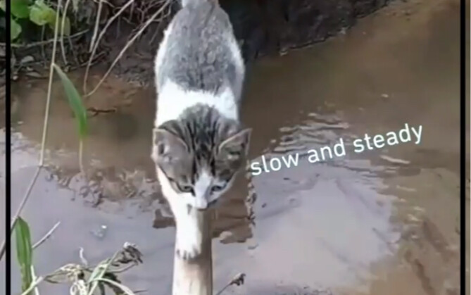 "You guys cross your one-plank bridge; I’ll fly my own route~"