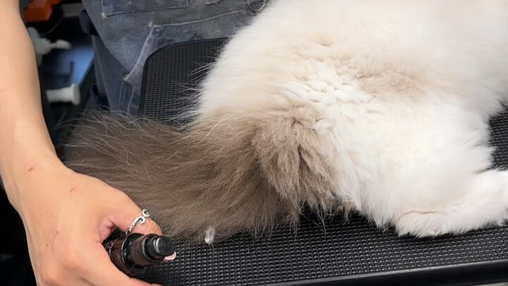The young lady has arrived—everyone, step aside! #FishBaiBaiWashesCats