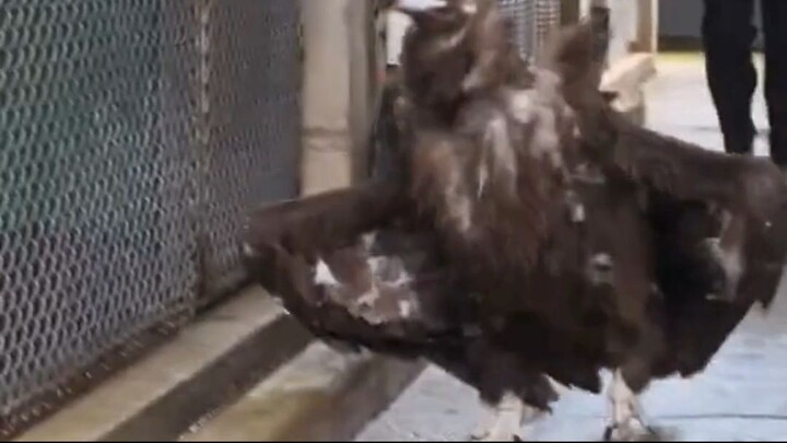 “This Eagle’s Move Left Everyone Speechless! 🦅 Wait for the Ending!”