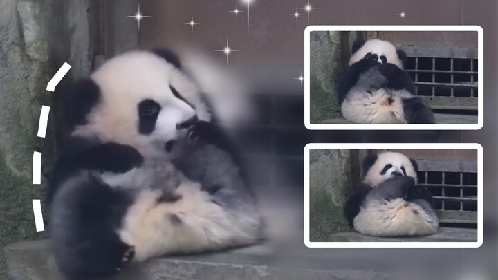 #adultpandajixiao #toocute