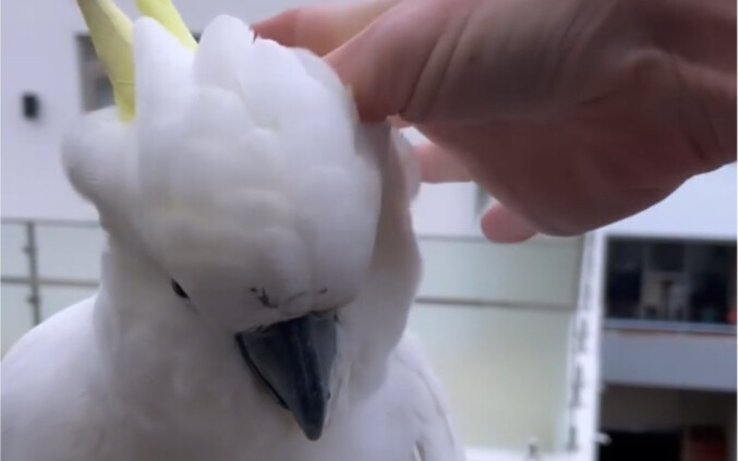 When you max out a wild Sun Conure’s affection!