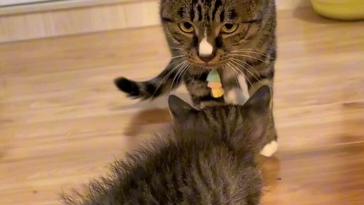 A little cat’s feelings are truly so pure.