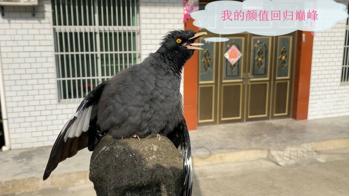 Niềm vui trong cuộc sống: mỗi bông hoa, ngọn cỏ, con sâu, chú chim đều mang vẻ đẹp đỉnh cao – chú ch