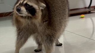 Teachers, how about this shape of crispy noodles? #LittleRaccoon #CutePetDebutProject #Funny #Crispy