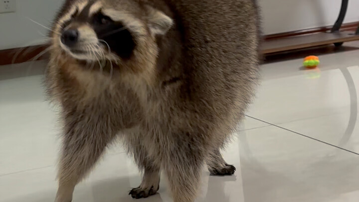 Các thầy cô ơi, hình thể của mì ăn liền này thế nào nhỉ #Gấu trúc nhỏ #Kế hoạch ra mắt thú cưng dễ t