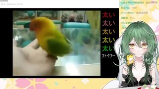 日本妹妹看《课长家的鹦鹉》：谁教它这么叫的