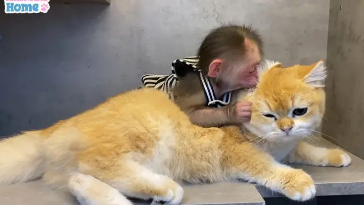 An adorable moment between a monkey and a cat