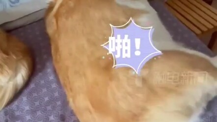 It even thinks YOU'RE the dog!