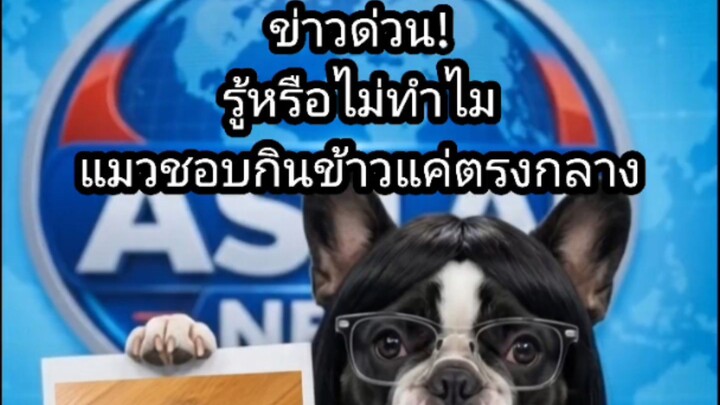 ‎[สำนักข่าว ASUJIAI] ข่าวด่วน! รู้หรือไม่ทำไมแมวชอบกินข้าวแค่ตรงกลาง #asujiai #funny #cat #dog