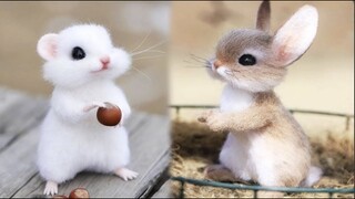 AWW SO CUTE! Cutest baby animals Videos Compilation Cute moment of the Animals - Cutest Animals #9