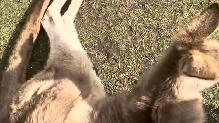 Bonorong Wildlife Sanctuary