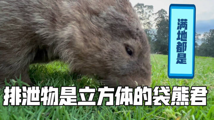 الحياة اليومية في أستراليا: اتضح أن الأرض مليئة حقًا بدببة الولب والكنغر!