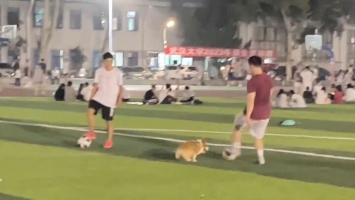 Corgi: Gặp bạn giống như đi qua con đường buổi sớm