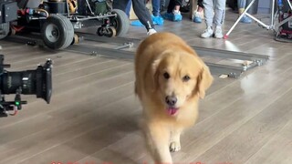 Có vẻ như đã đến lúc phải nuôi một chú chó. Không phải vì lý do nào khác, mà chủ yếu là vì tôi muốn