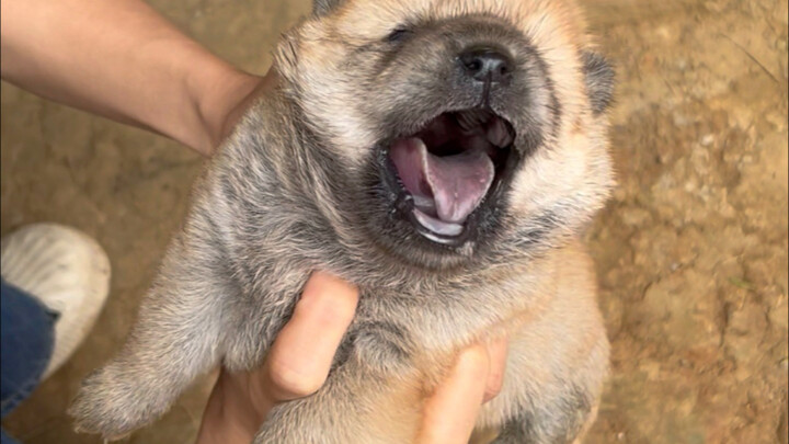 Cậu cứ gào đi, gào rách cổ họng cũng chẳng ai đoái hoài đến đâu.