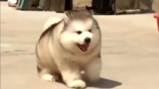 น่ารักสุดๆ ไปเลย! ลูกหมาน้อยอ้วนกลมน่ารักมากๆ